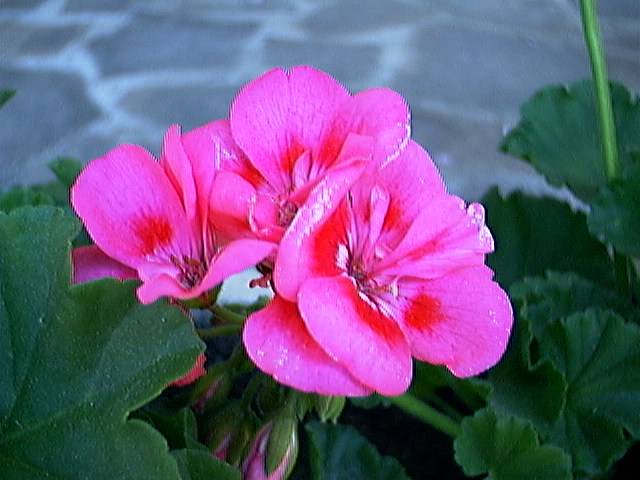 Vese005 