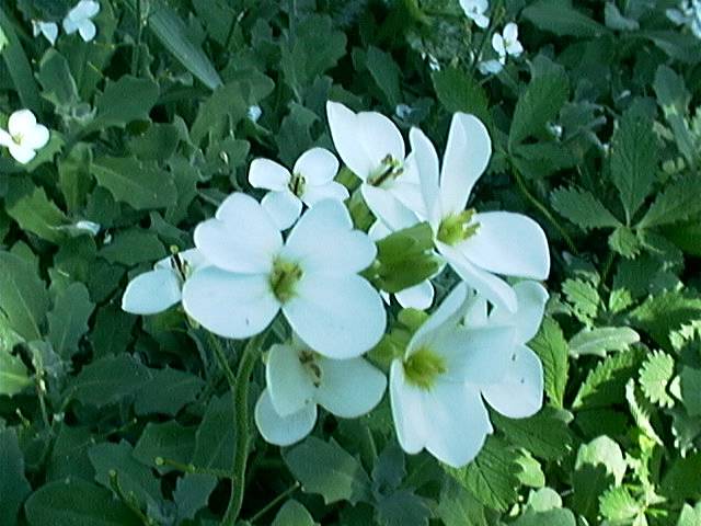 Vese015 