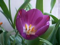 Vese003 