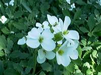 Vese015 