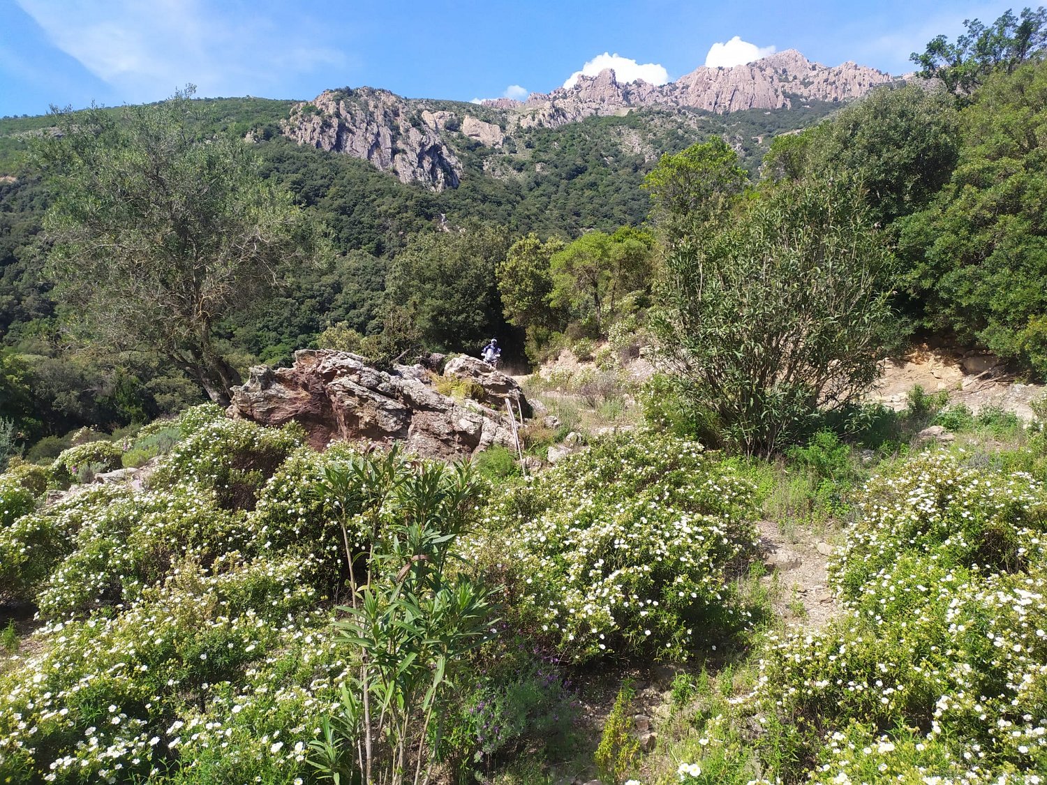IMG-20210519-WA0019