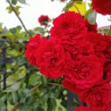IMG_20210605_185524_Bokeh