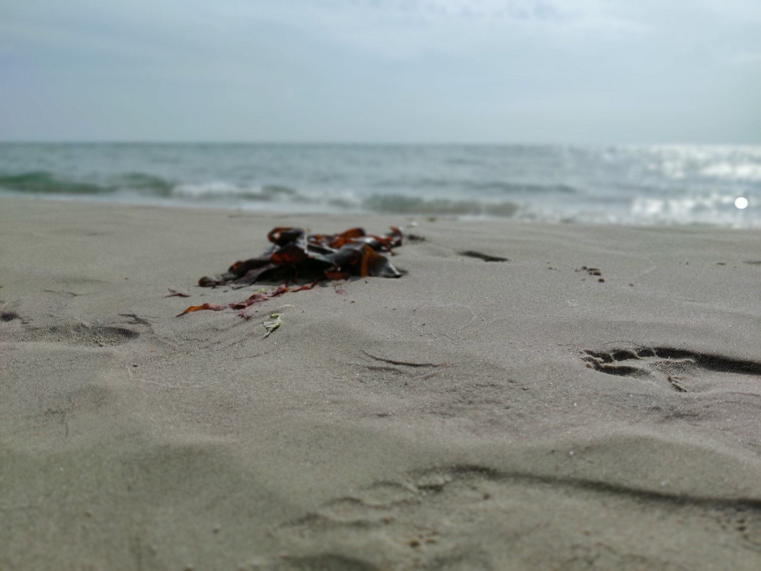 IMG_20210813_104240_Bokeh