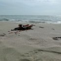 IMG_20210813_104240_Bokeh