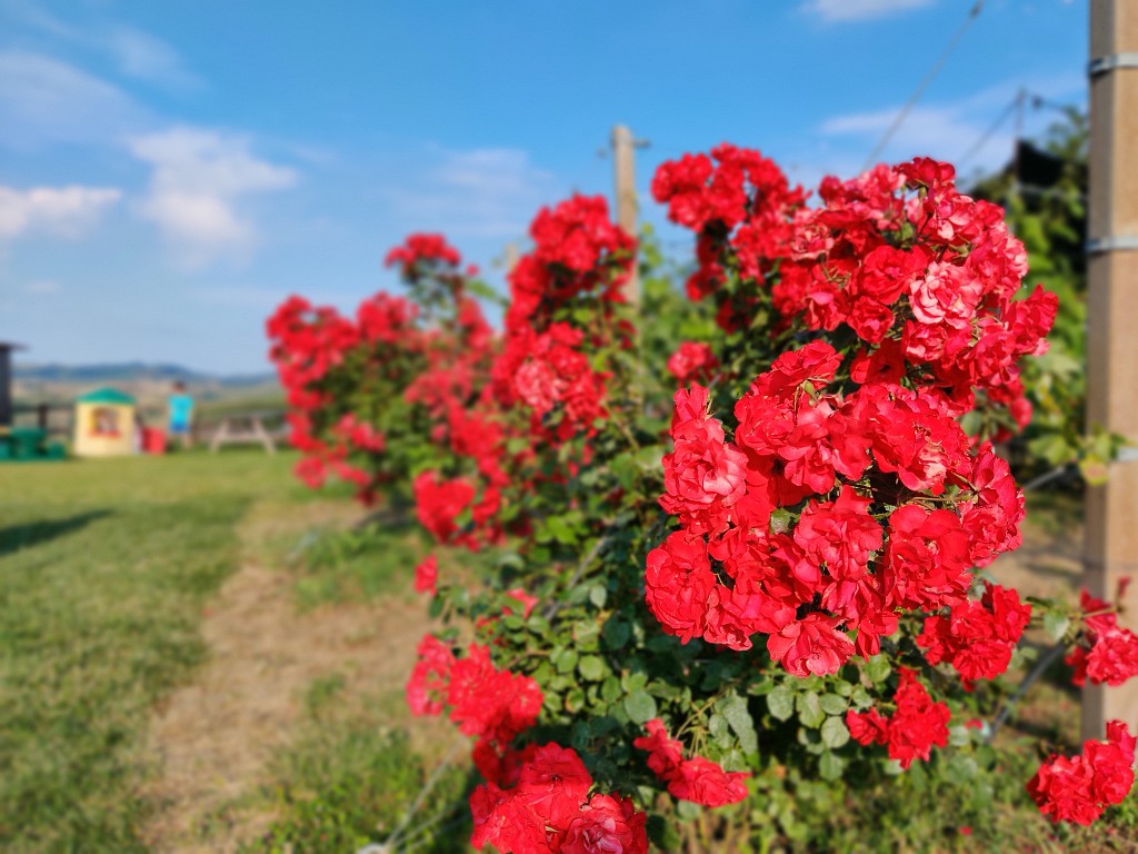 IMG_20200602_182818_Bokeh