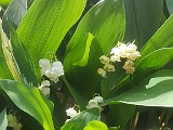 IMG-20200501-WA0019.jpg