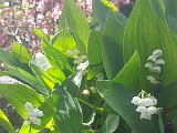 IMG-20200501-WA0020.jpg