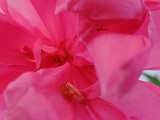 IMG_20200516_094255.jpg