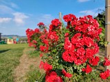 IMG_20200602_182818_Bokeh.jpg