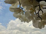 IMG_20200616_152449_Bokeh.jpg