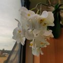 IMG_20200703_143910_Bokeh