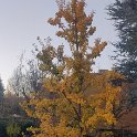 IMG_20201119_070313